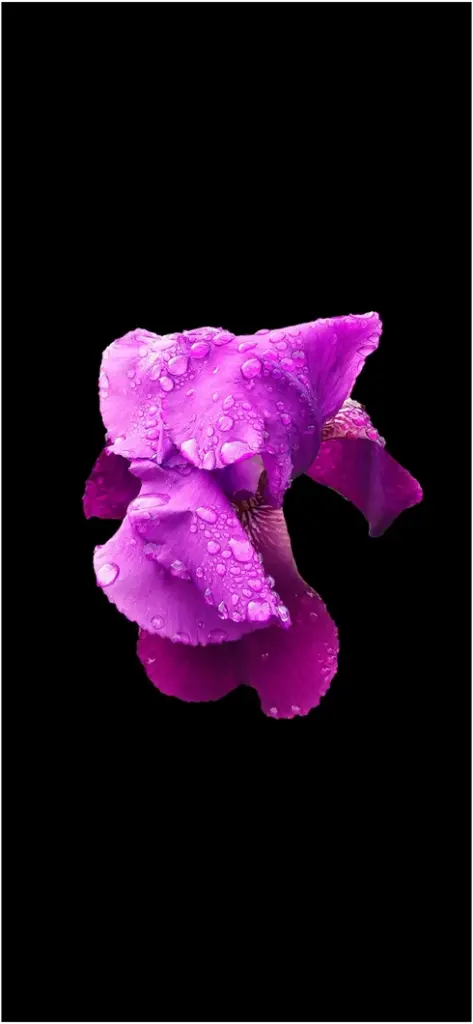 lila blume mit wassertropfen auf dunklem hintergrund