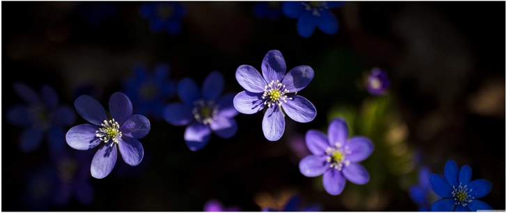 lila blumen in natur detailaufnahme anemone hepatica