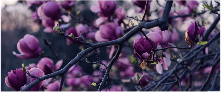 magnolie mit rosa blueten in der natur