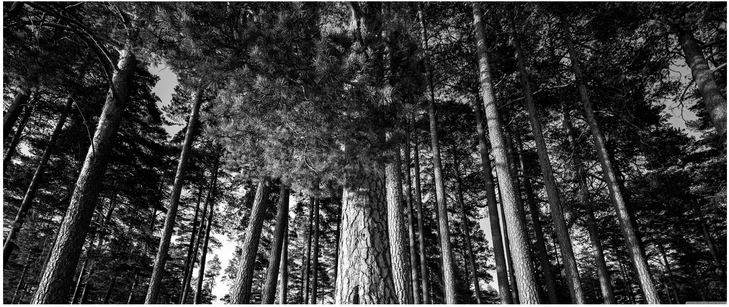 majaestetische baeume im wald in schwarz weiss