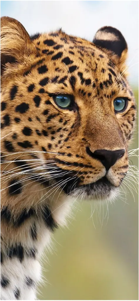 majestatisker leopard mit blauen augen in naturdarstellung
