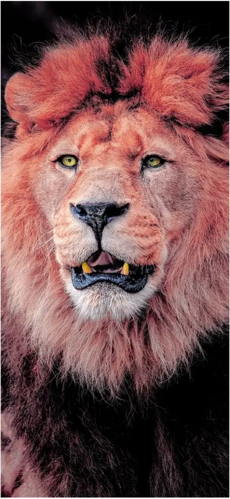 majestetaescher loewe mit praechtiger maehne und ausdrucksstarken augen