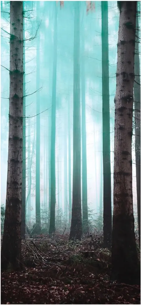 majestetische baeume im nebligen wald