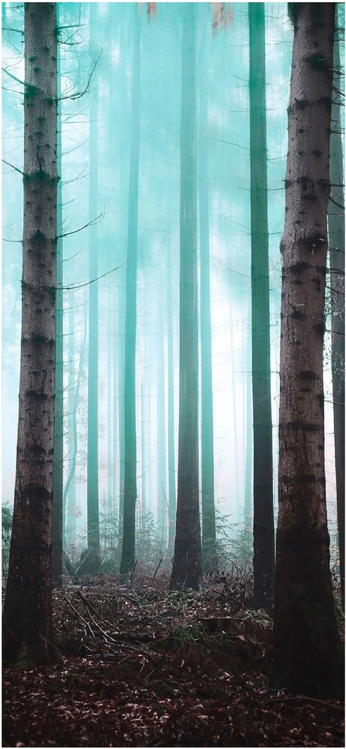 majestetische-baeume-im-nebligen-wald