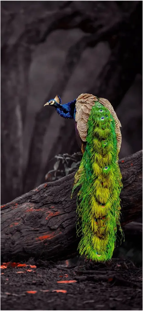 majestetischer pfau auf einem baumstamm