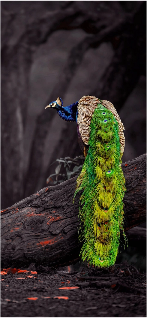majestetischer-pfau-auf-einem-baumstamm