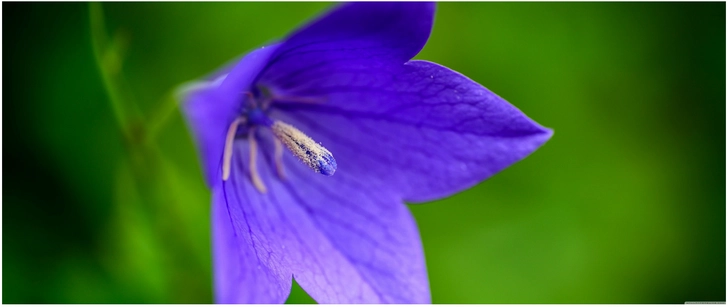 makroaufnahme lila glockenblume gruenen hintergrund