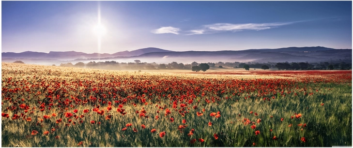 mohnblumenfeld in der morgensonne
