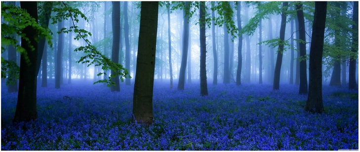 mystischer wald mit blauen blumen im nebel