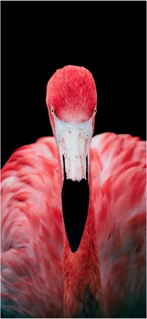 nahaufnahme eines pinkfarbenen flamingos auf schwarzem hintergrund