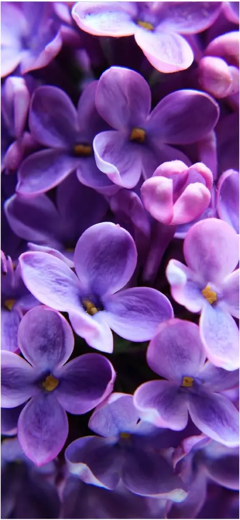 nahaufnahme von lila blumen in verschiedenen schattierungen