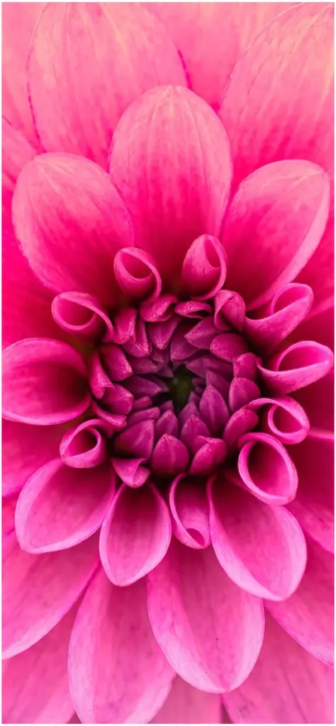 nahe ansicht pinkfarbene dahlie mit bluetenstruktur