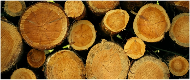 natuergemaessige baumstaemme in harmonischer anordnung