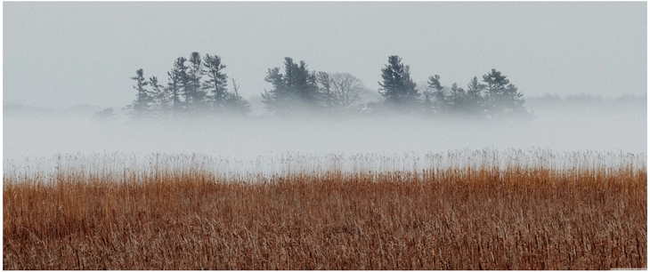 nebel ueber hohen graesern und baeumen in der landschaft
