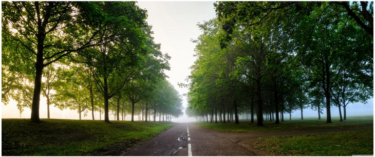 nebelige allee mit gruenen baeumen und weg