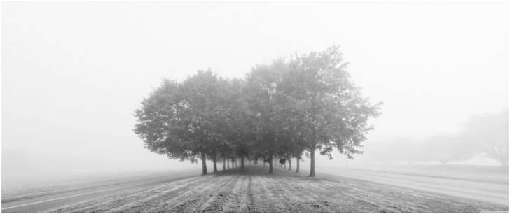 nebelige baumreihe in schwarz weiss fotografie