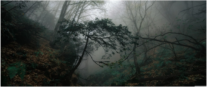 nebelverhangene waldlandschaft geheimnisvolle baeume