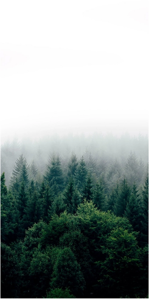 nebelverhangene waldlandschaft hohe taennenbaeume