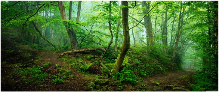 nebelverhangener wald mit gruener vegetation und pfad