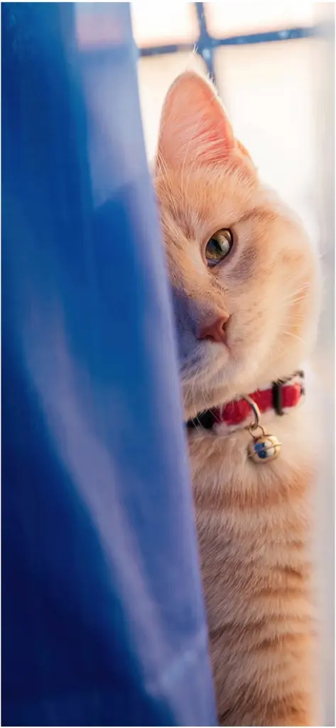 niedliche orangefarbene katze hinter blauem vorhang