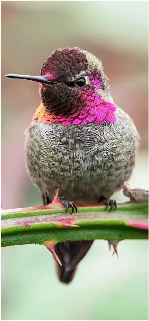 niedlicher kolibri auf einem ast mit leuchtenden farben