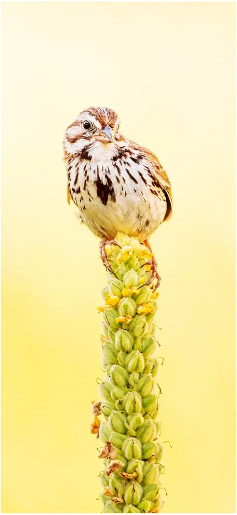 niedlicher vogel auf gruener pflanze in sanften farben