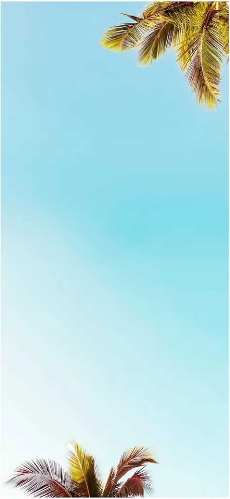 palmblaetter vor klarem himmel