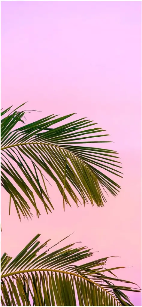 palmblaetter vor rosa himmel