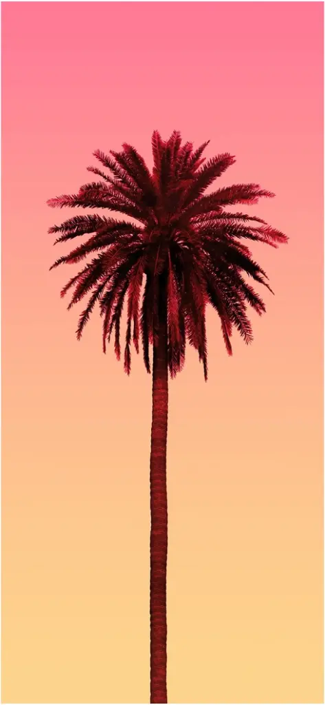 palme vor buntem himmel in digitaler grafik