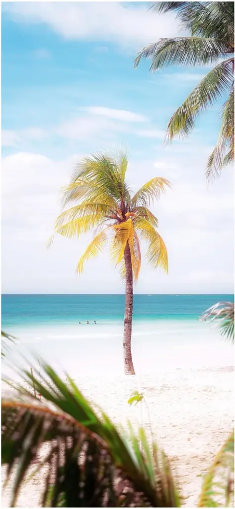 palmenbaum am strand unter blauem himmel