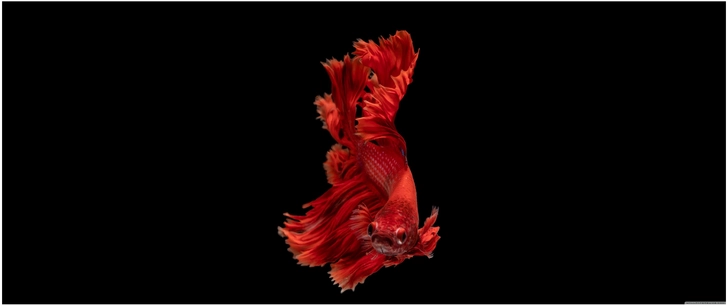 prachtvoller roter betta fisch im wasser