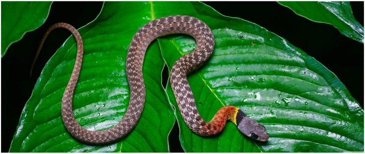 red necked keelback schlange auf blaettern im regenwald