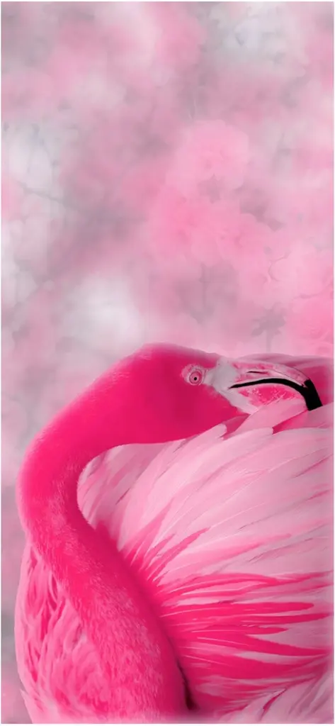 rosa flamingo beruhigende umgebung