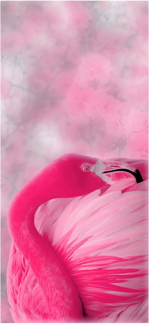 rosa-flamingo-beruhigende-umgebung