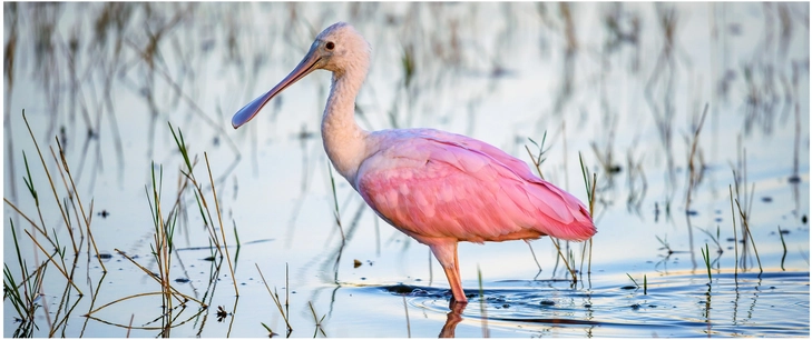 rosefarbener loeffelreiher im wasser