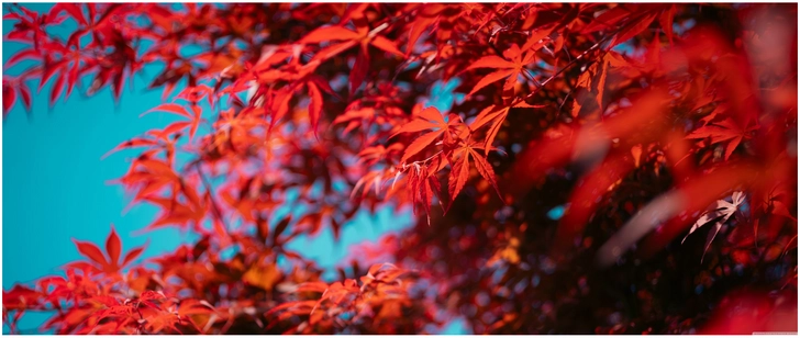 rote blaetter vor klarem blauen himmel