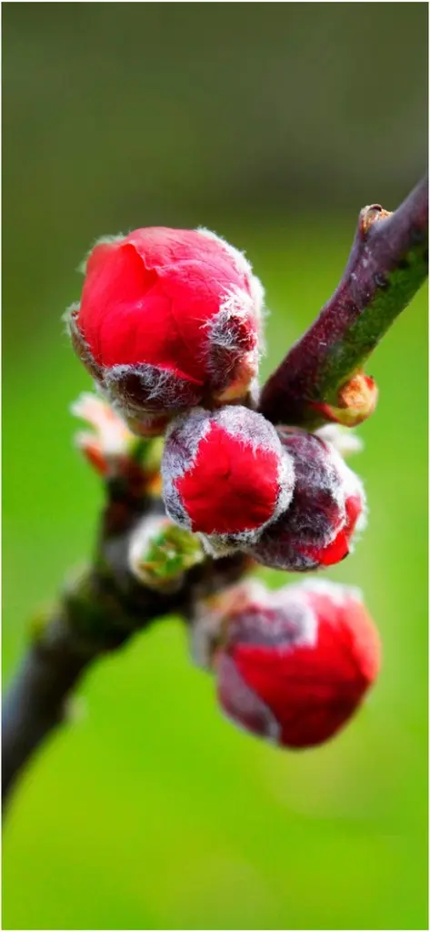 rote bluetenknospen mit weichem hintergrund