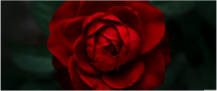 rote rose nahaufnahme mit tiefen farben