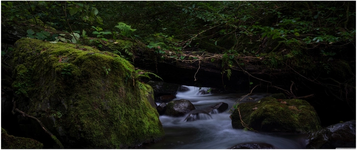ruhige wasserlandschaft im wald mit moos und felsen