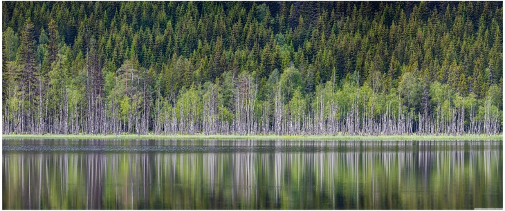 ruhiger see umgeben von ueppigen baeumen in der natur