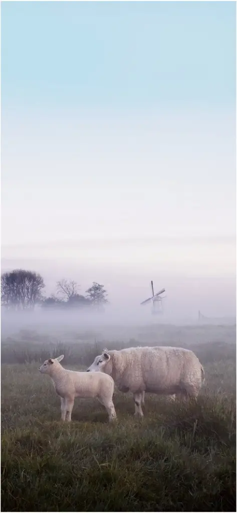 schafe auf gruener wiese mit muehle