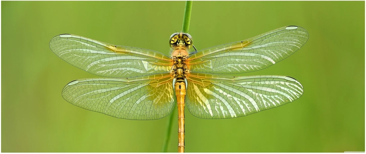 schillernde libelle auf gruenem hintergrund