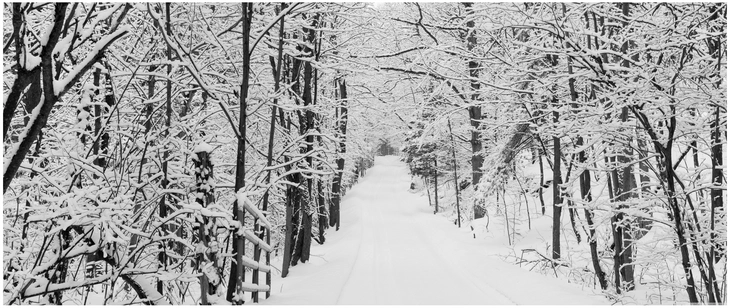 schneebedeckter weg durch einen winterwald