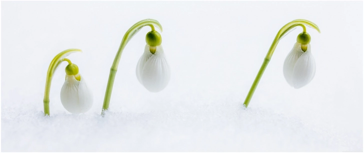 schneegloeckchen im schnee eine darstellung der natur