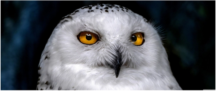 schneeule orangenaugen majestetisch vogel natur reale darstellung