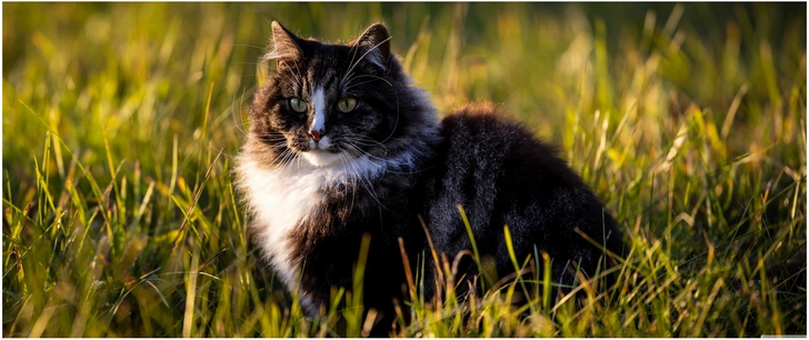 schoene katze im gras natuerliche tierdarstellung