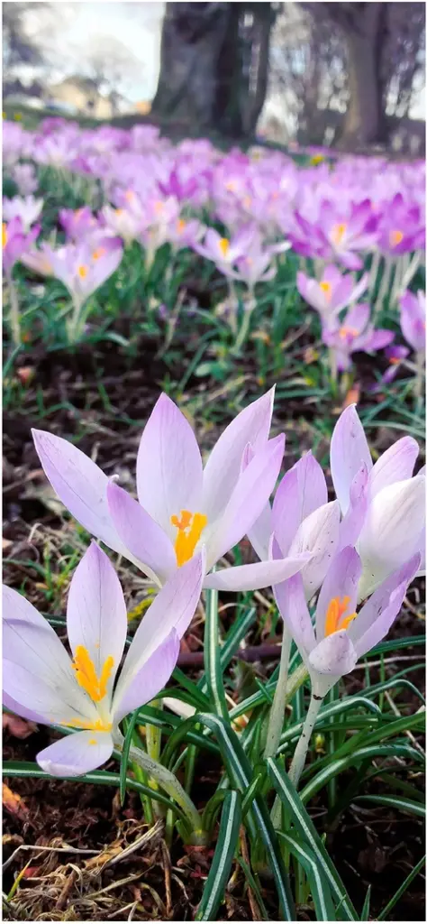 schoene krokusse im fruehling auf wiese