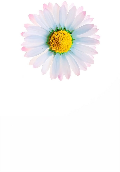 schoene weisse blume mit rosa akzenten