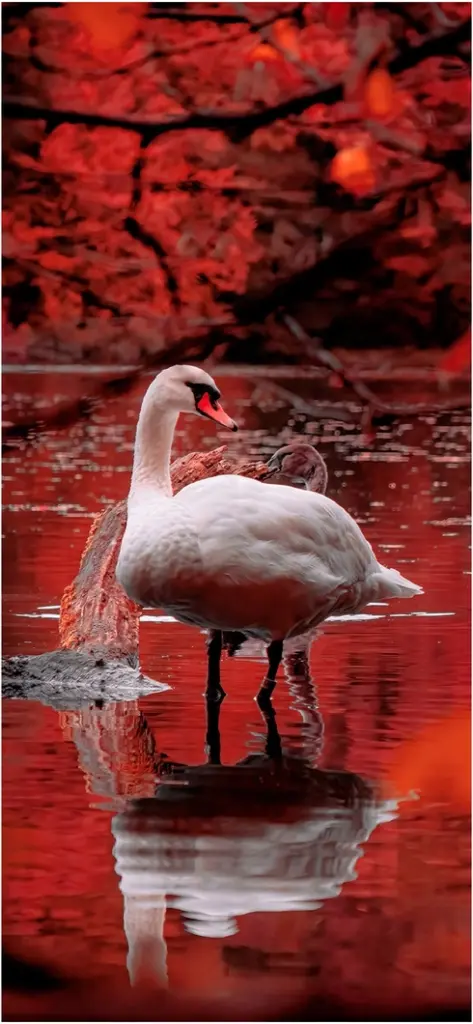 schoener schwan im roten see