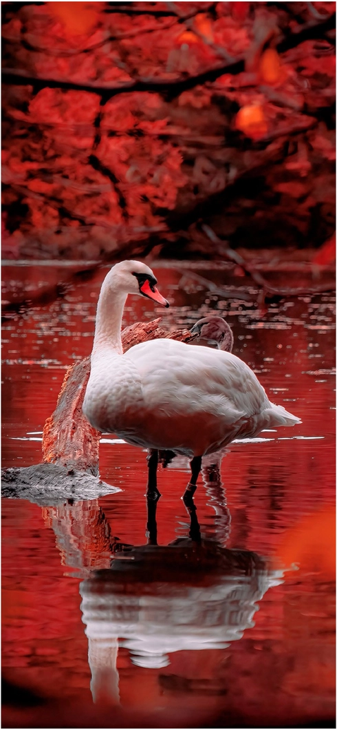 schoener-schwan-im-roten-see